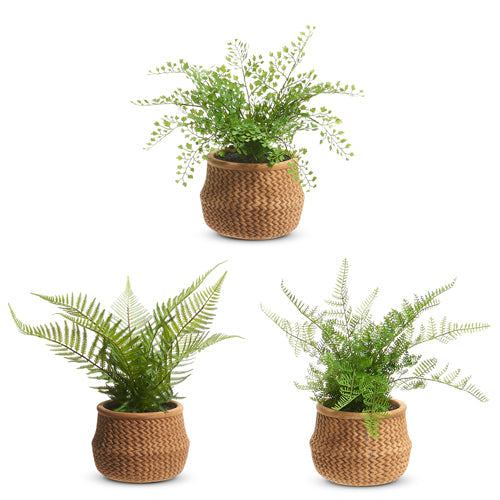 Potted Fern