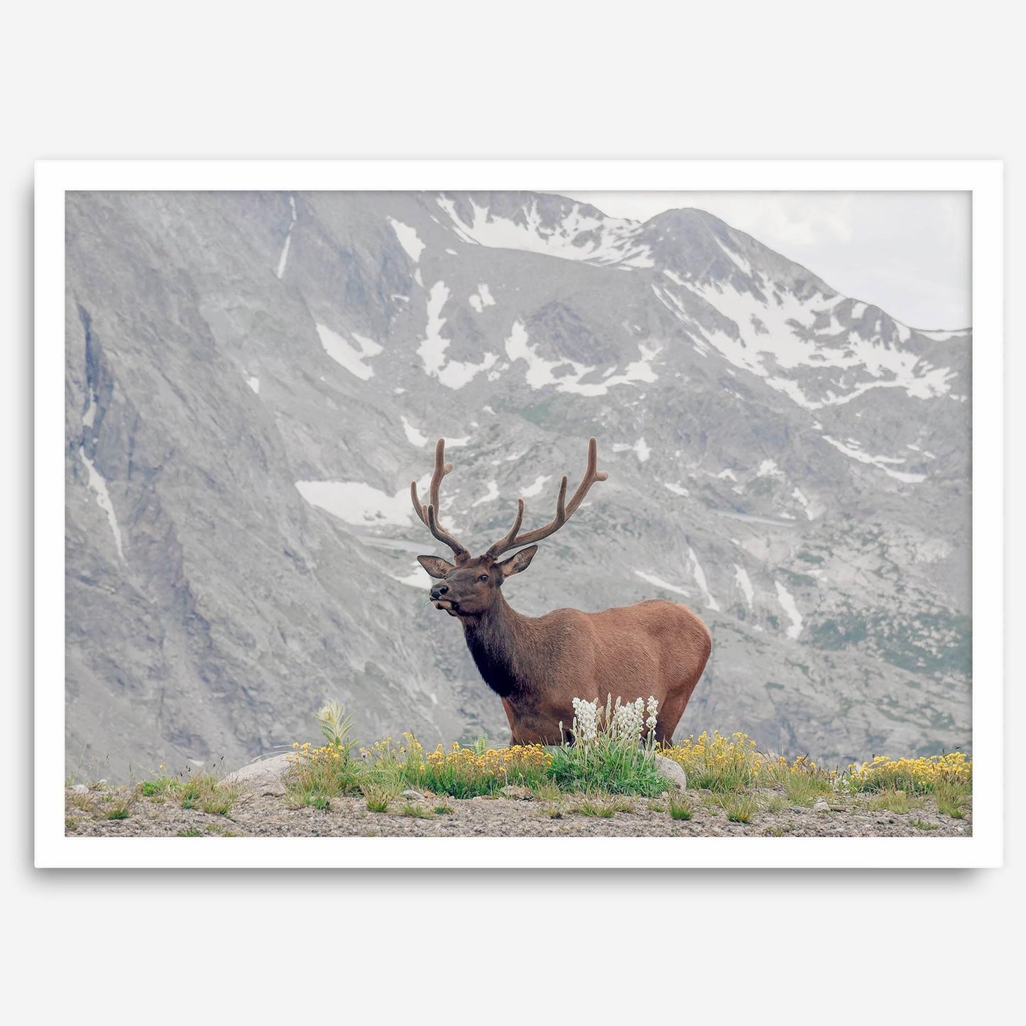 Mountain Elk