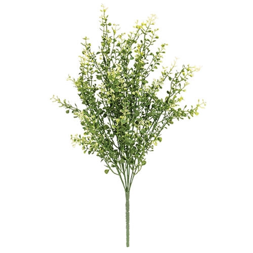 Cream Tipped Baby's Grass Bush - 21"