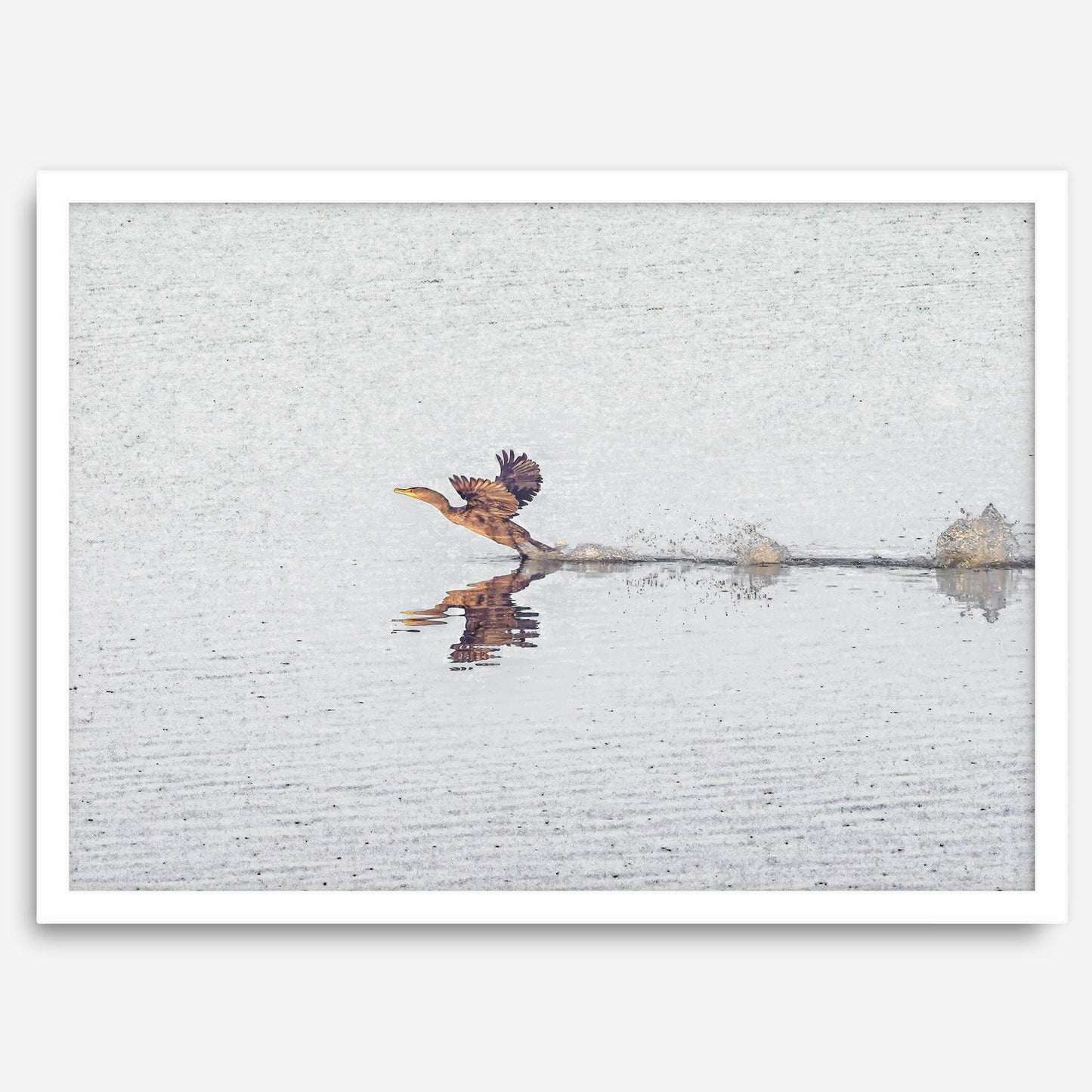 Bird Fly
