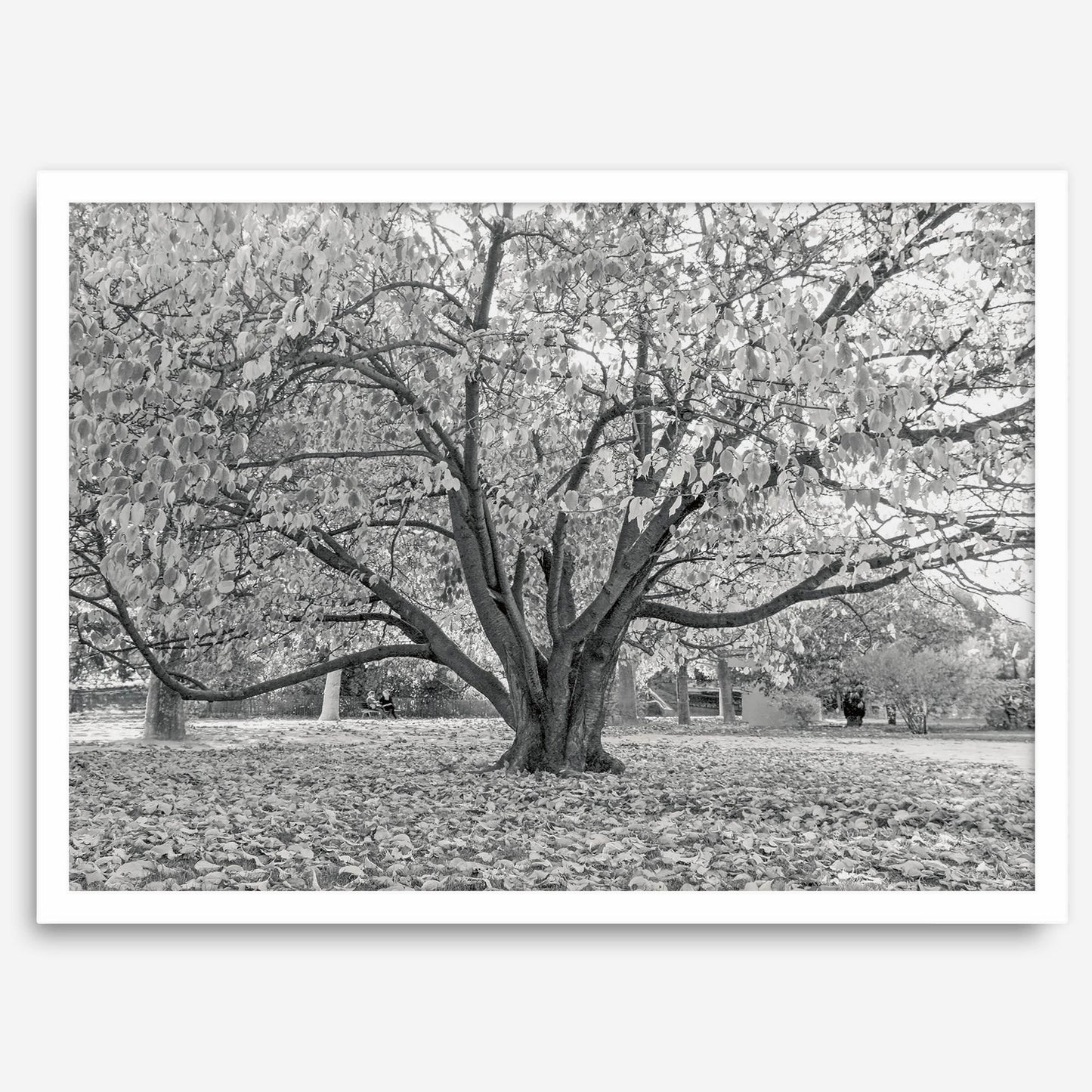 Parisian Foliage