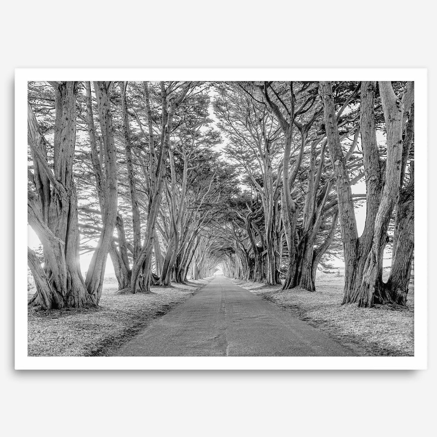 Cypress Tunnel B&W