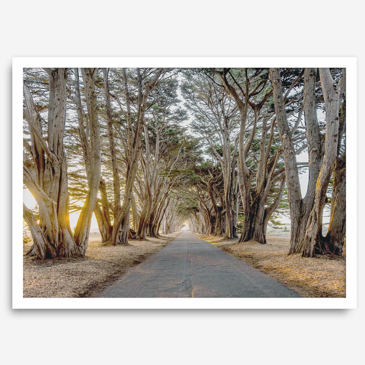 Cypress Tunnel