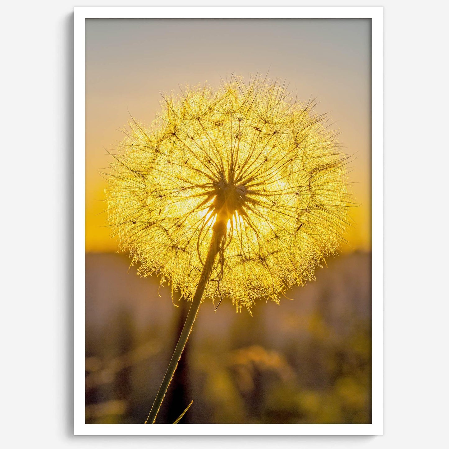 Golden Dandelion