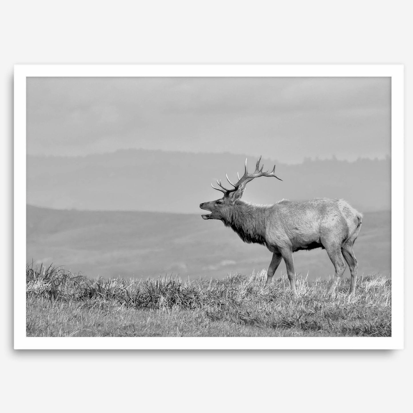 Costal Elk