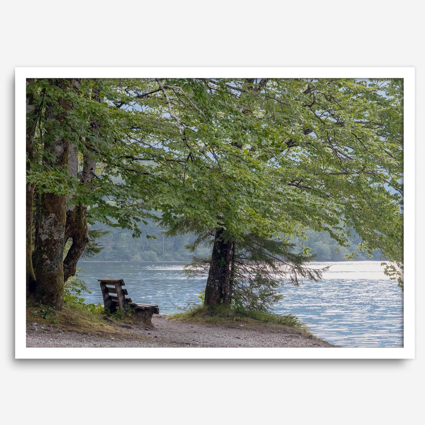 Shoreline Solitude: serene lake print featuring a quiet bench under lush green trees by shimmering water, evoking tranquil beauty.