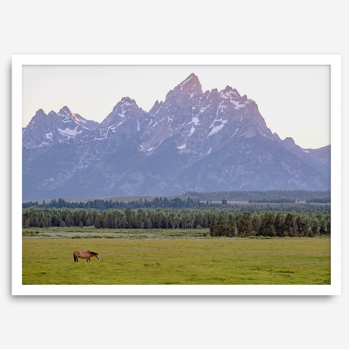 Teton Horse