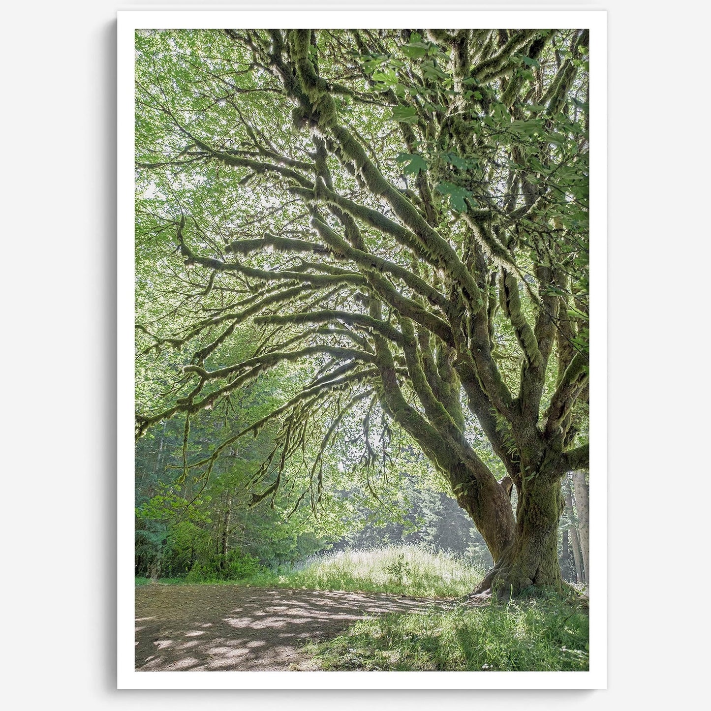 Magical Tree