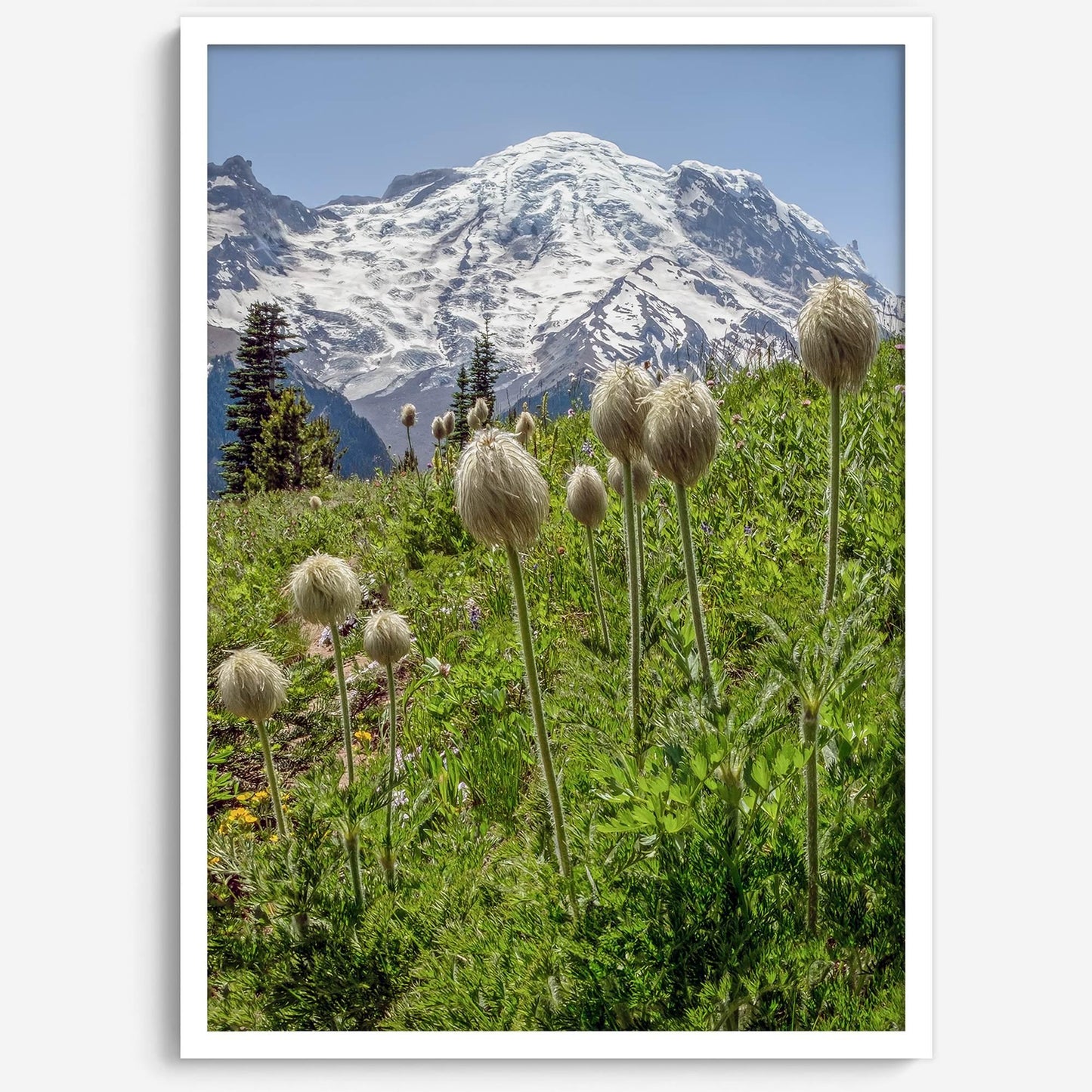 Mount Rainier Portrait