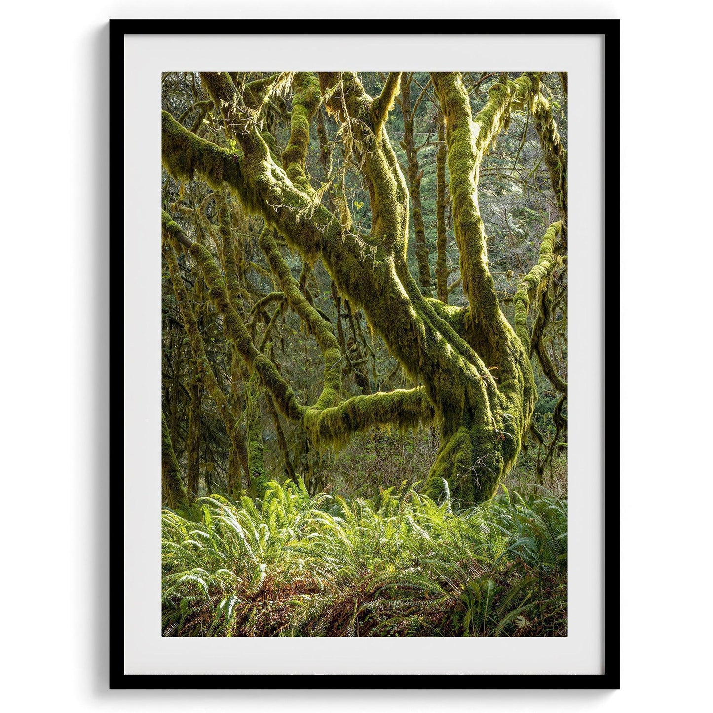 Mossy Forest Set