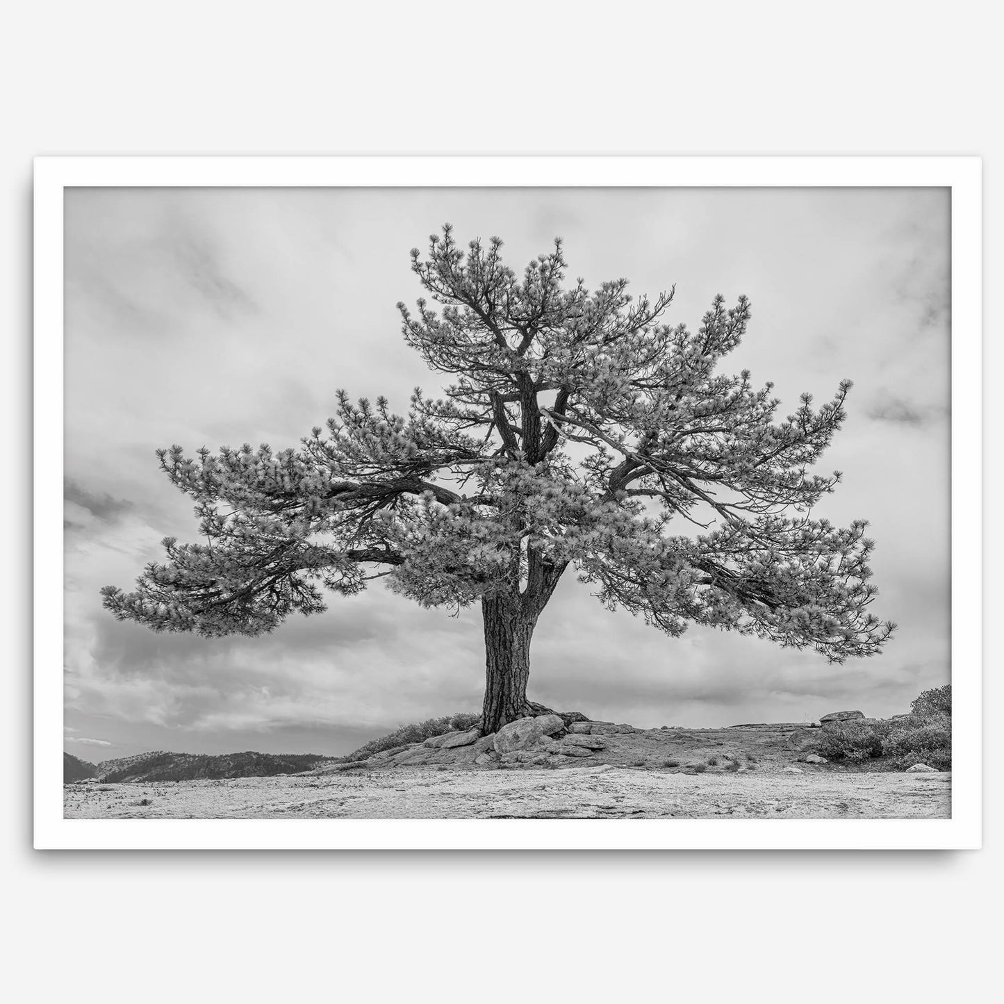 Grandfather Tree