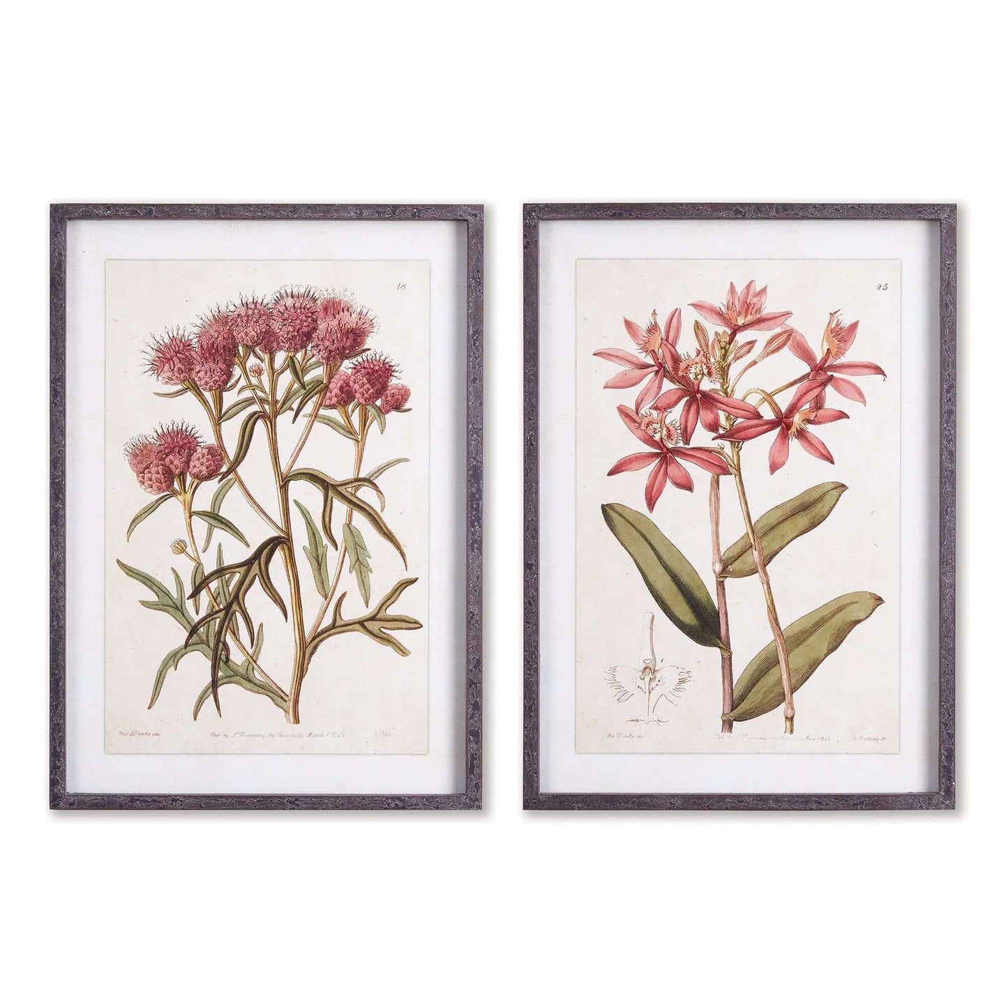 Pink Vintage Botanical Floral Prints (Set of 2)