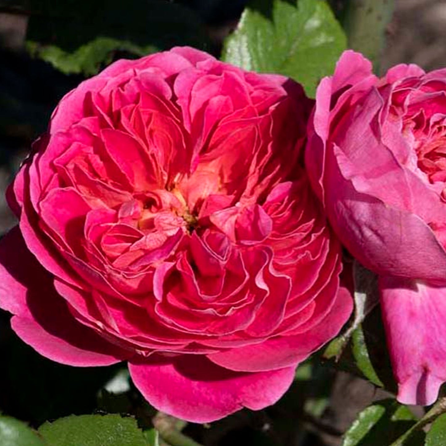 PowerPuff Pink Rose Plant 1.5 gallon Pot