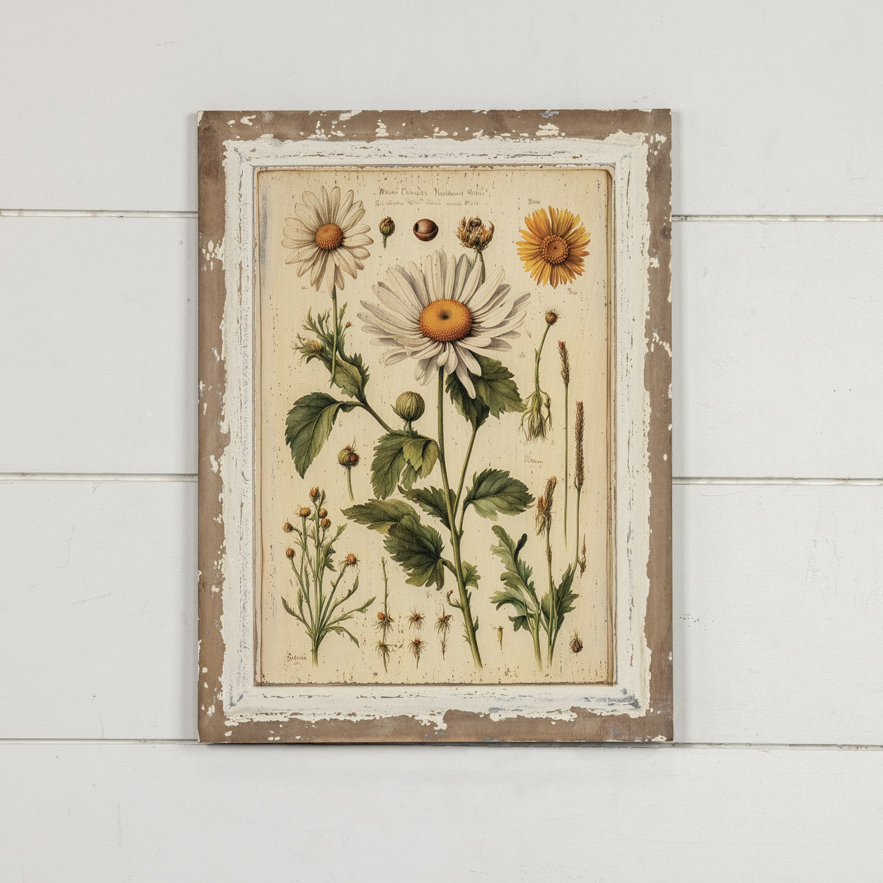 White Daisy Botanical Print on Distressed Wood Frame
