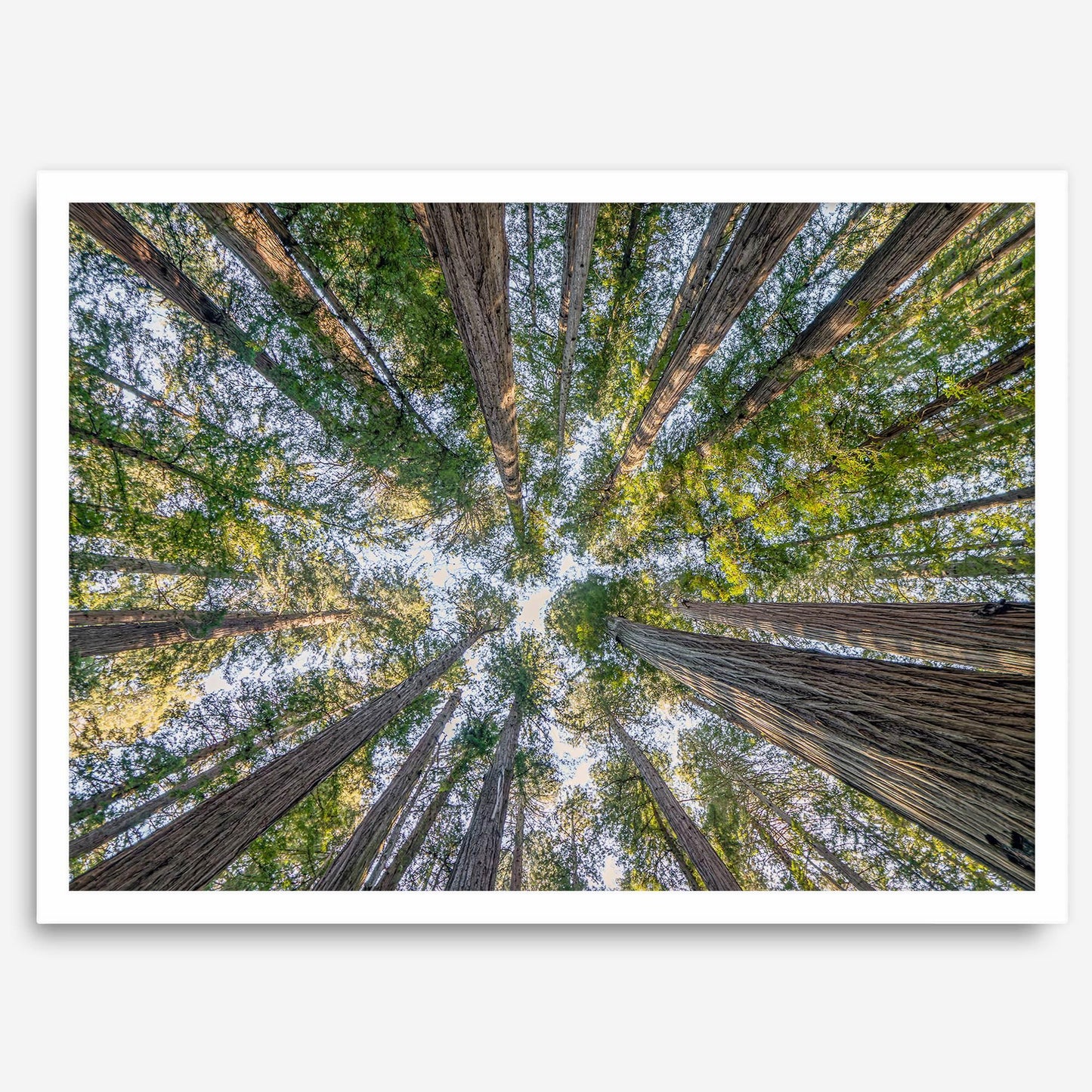 Skyward Giants