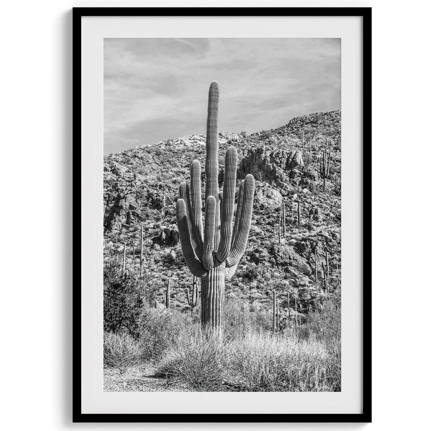 Saguaro Set