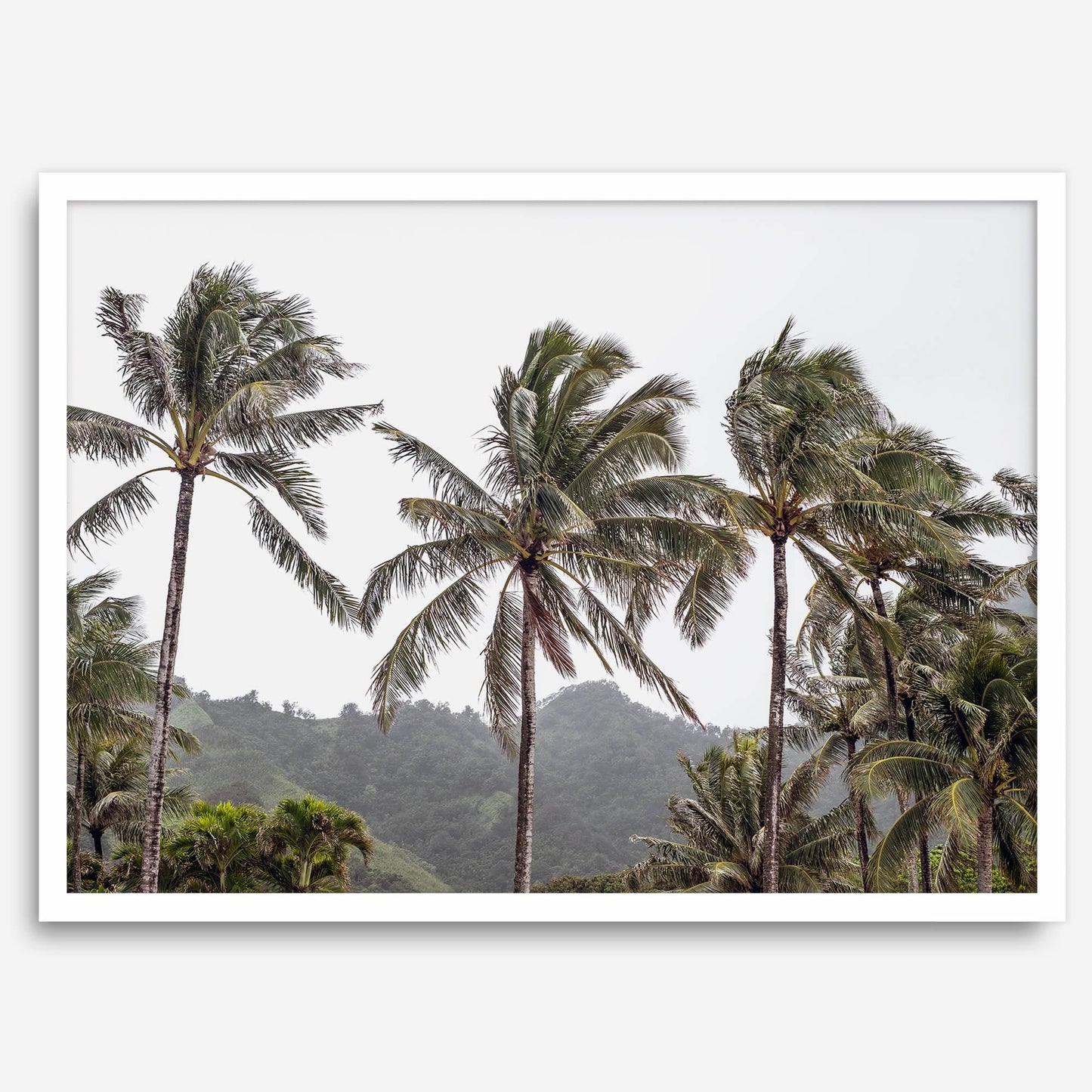 Palms Serenity