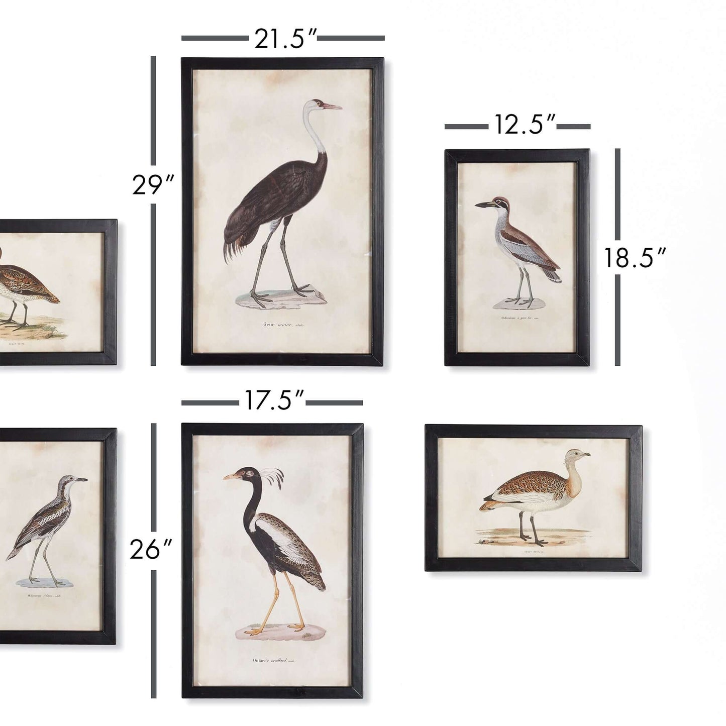 Antique Framed Ornithology Bird Prints (Set of 6)