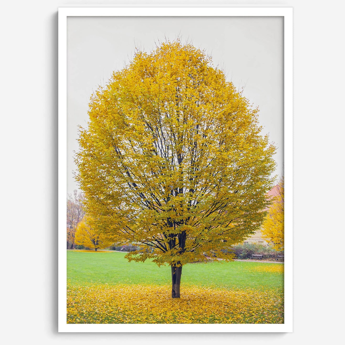 Golden Fall wall decor: solitary tree with vibrant golden yellow leaves in a Prague park, showcasing autumn's warmth and beauty.
