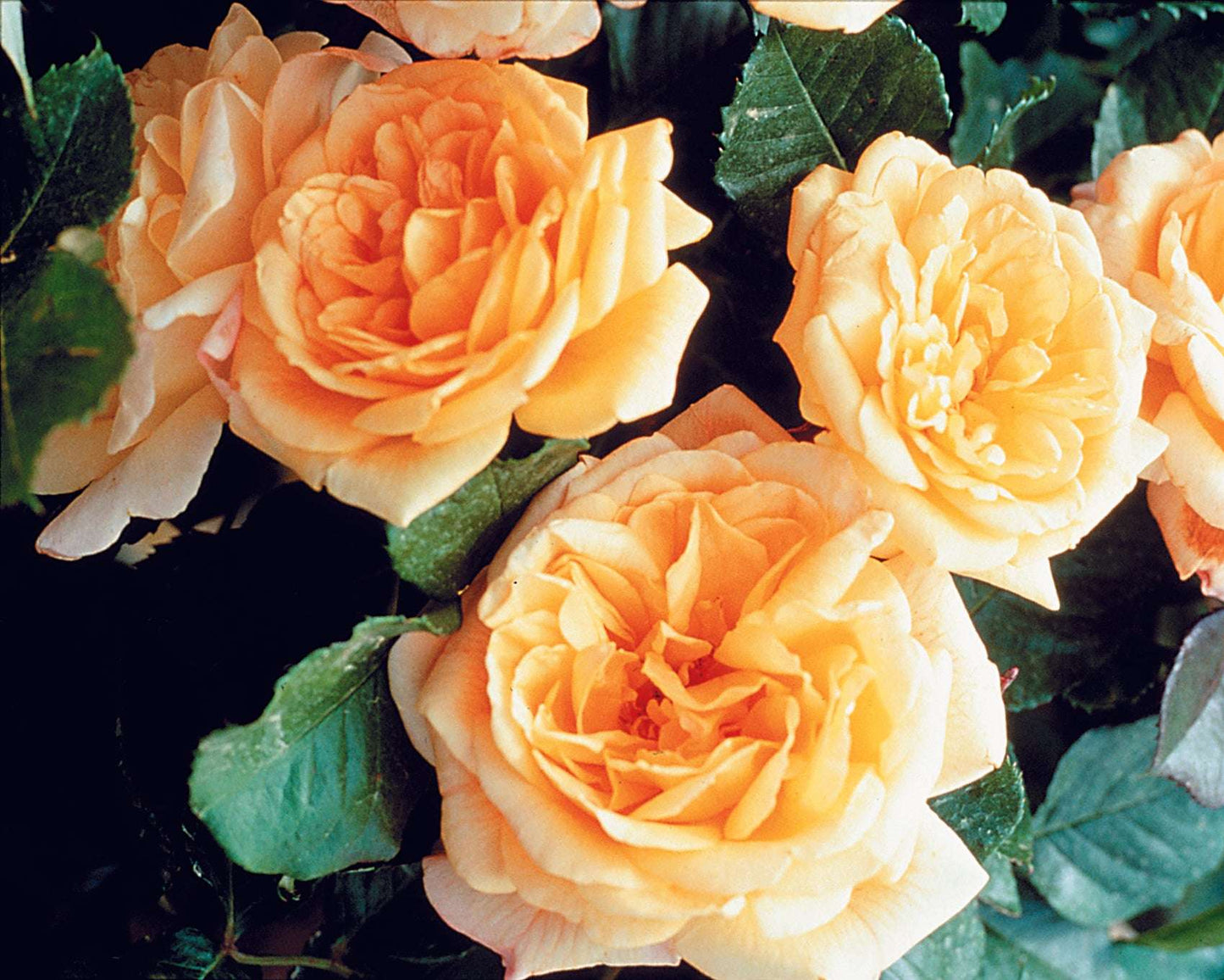 Garden Sun Yellow Climbing Rose 1.5 Gallon Pot
