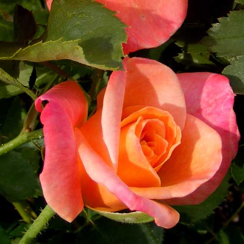 Joseph's Coat Rose 1.5 Gallon Potted Climbing Rose