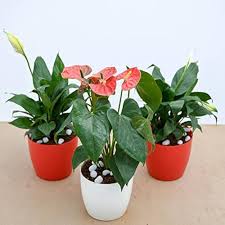 Anthurium