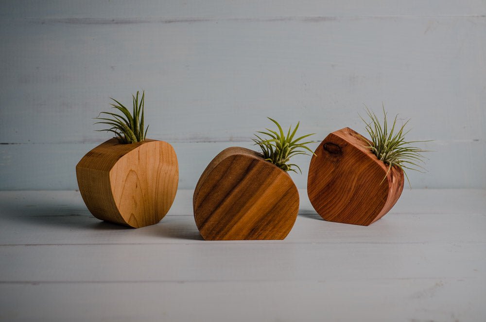 Little Air Plant Holder