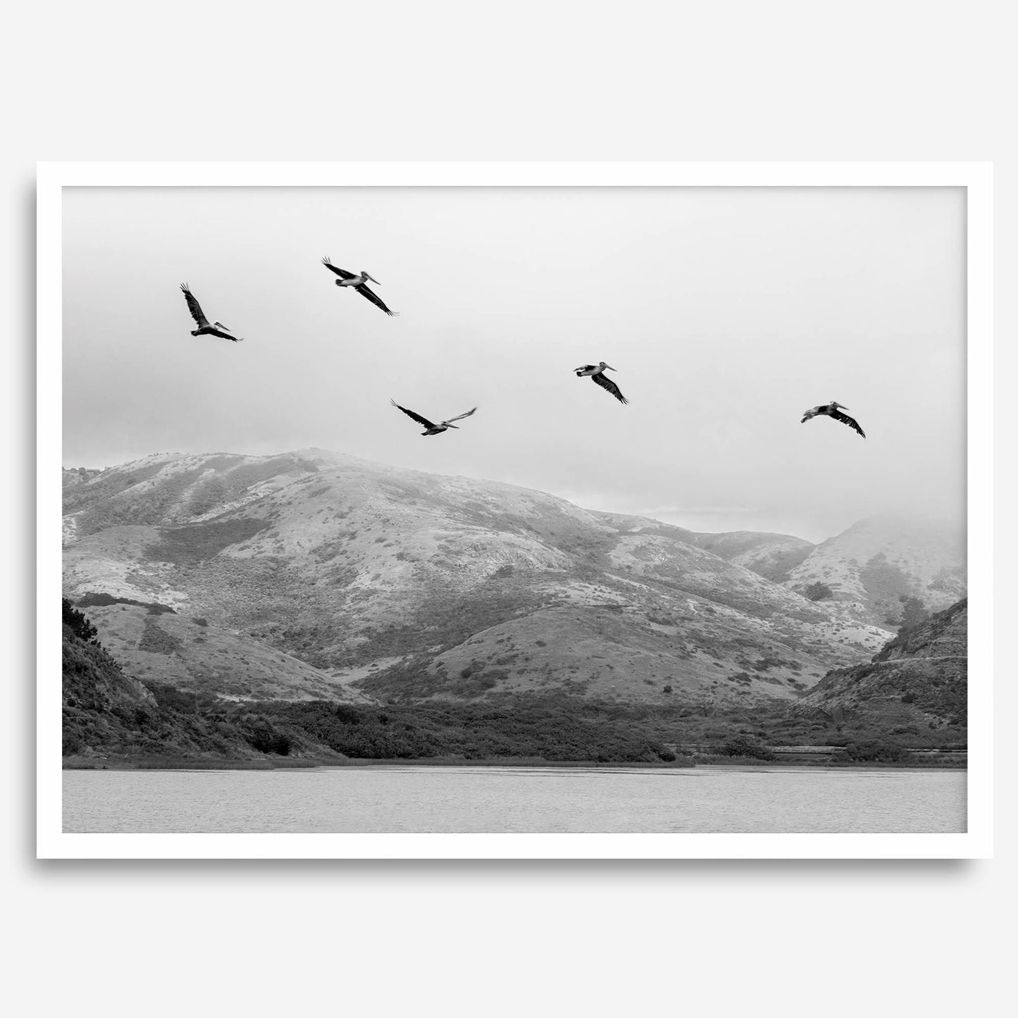Pelicans