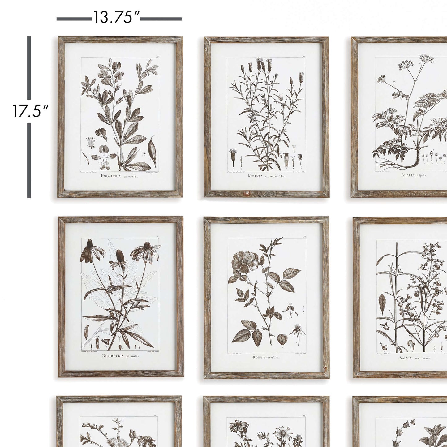 Rustic Botanical Sepia Wall Art Prints (Set of 9)