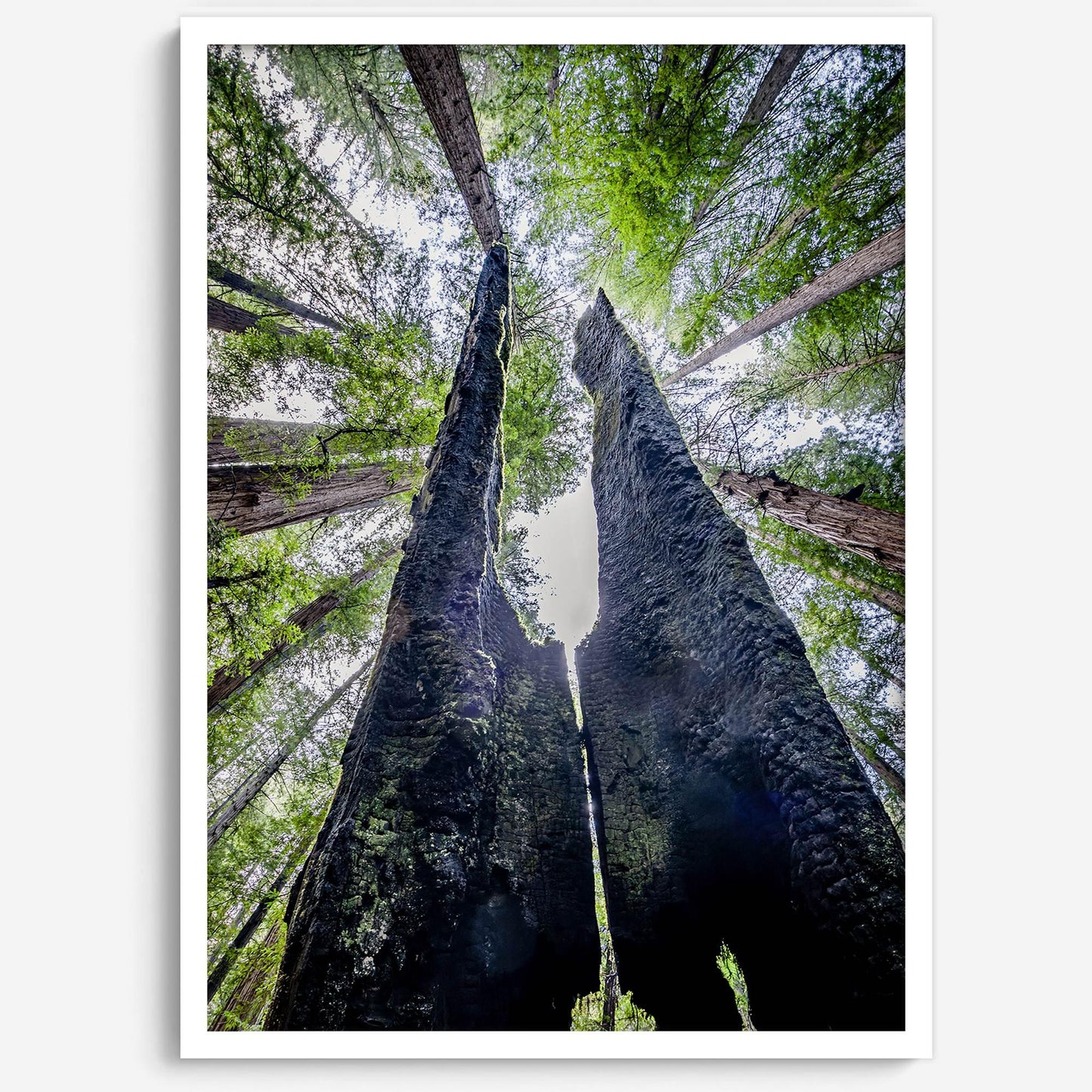 Majestic Canopy