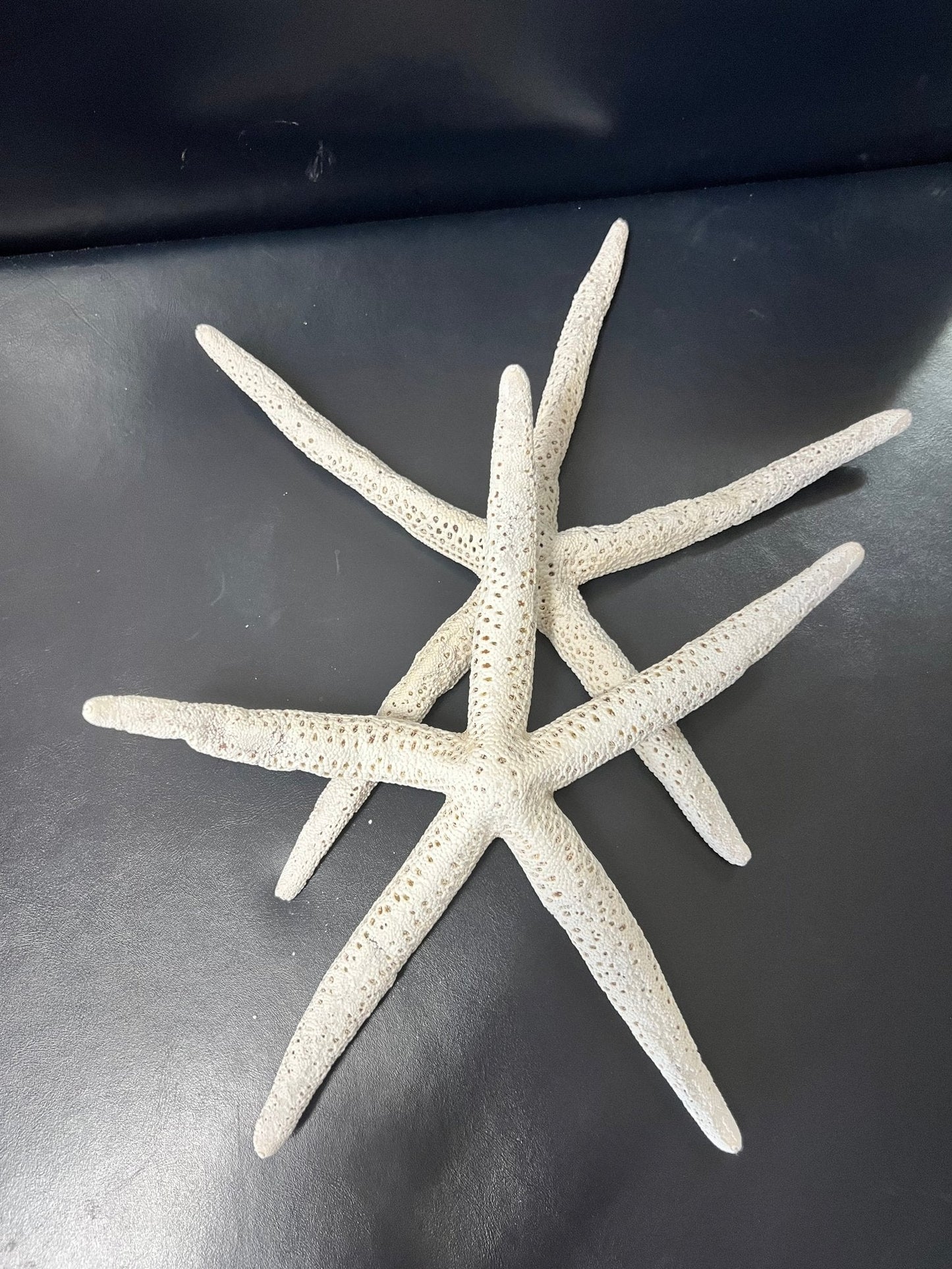 White Pencil Finger Starfish 6-8", 8-10"