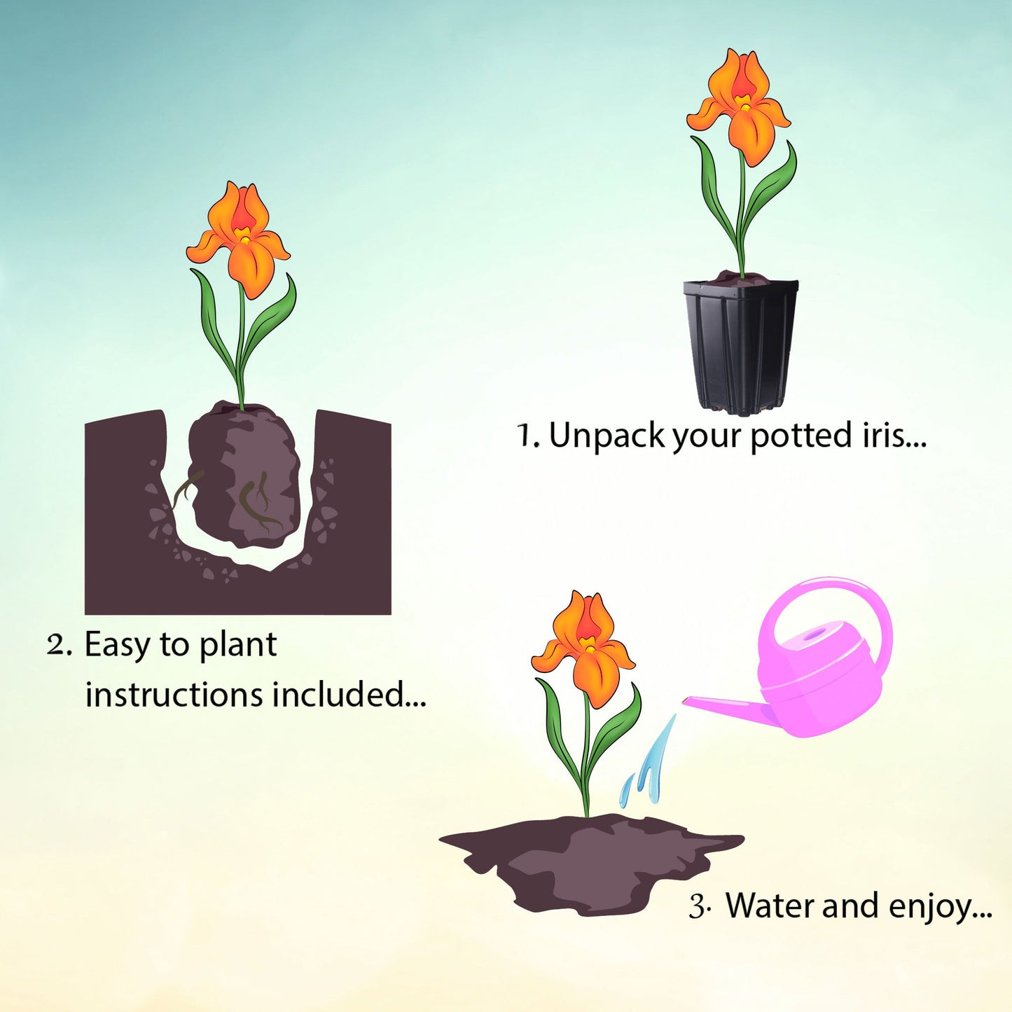 Sunrise Elegy Bearded Iris Quart Container