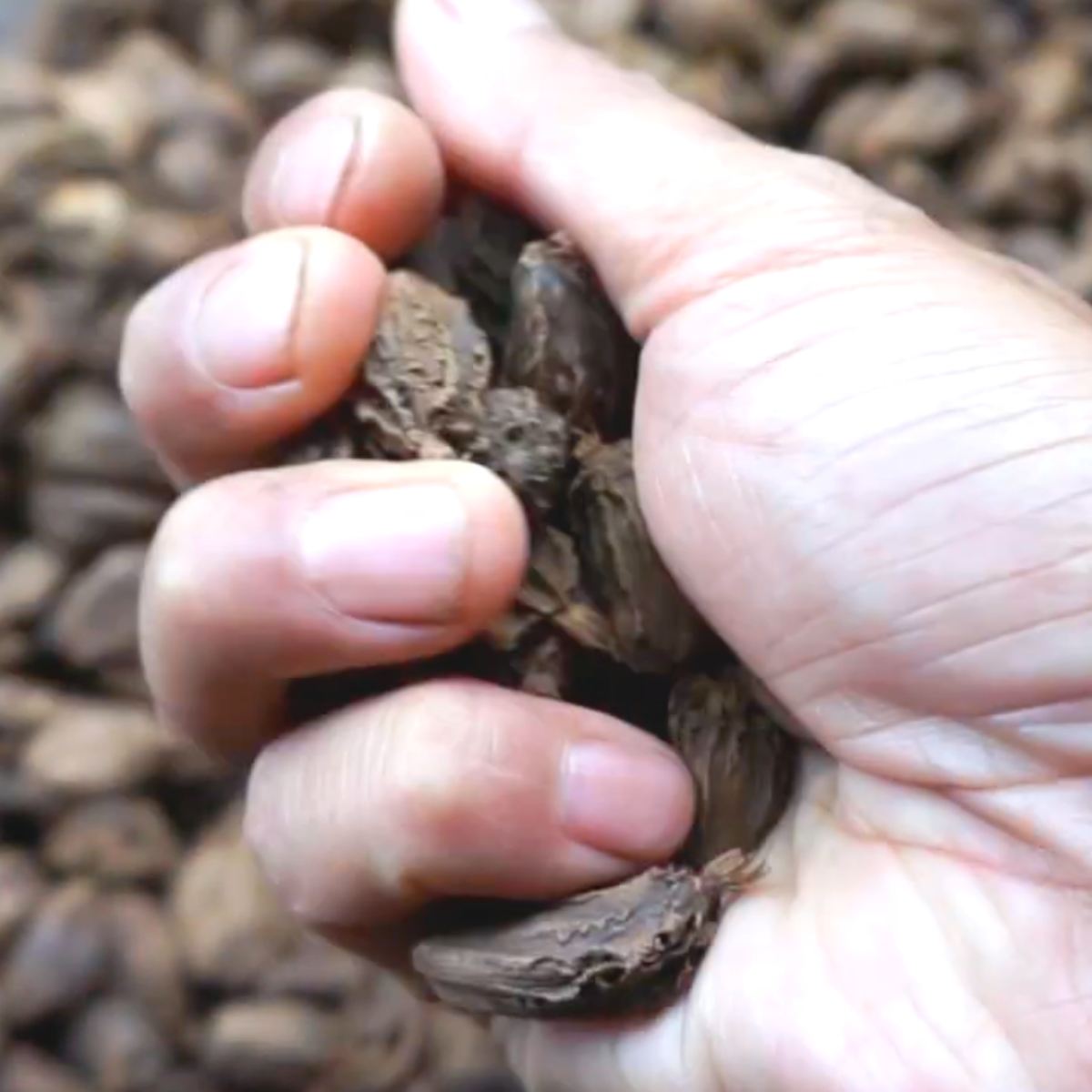 Smoked Black Cardamom