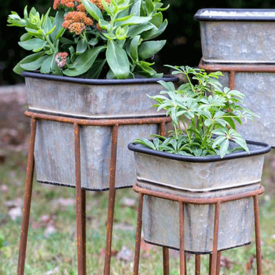 Vintage Galvanized Metal Planters with Rusted Stands (Set of 3)