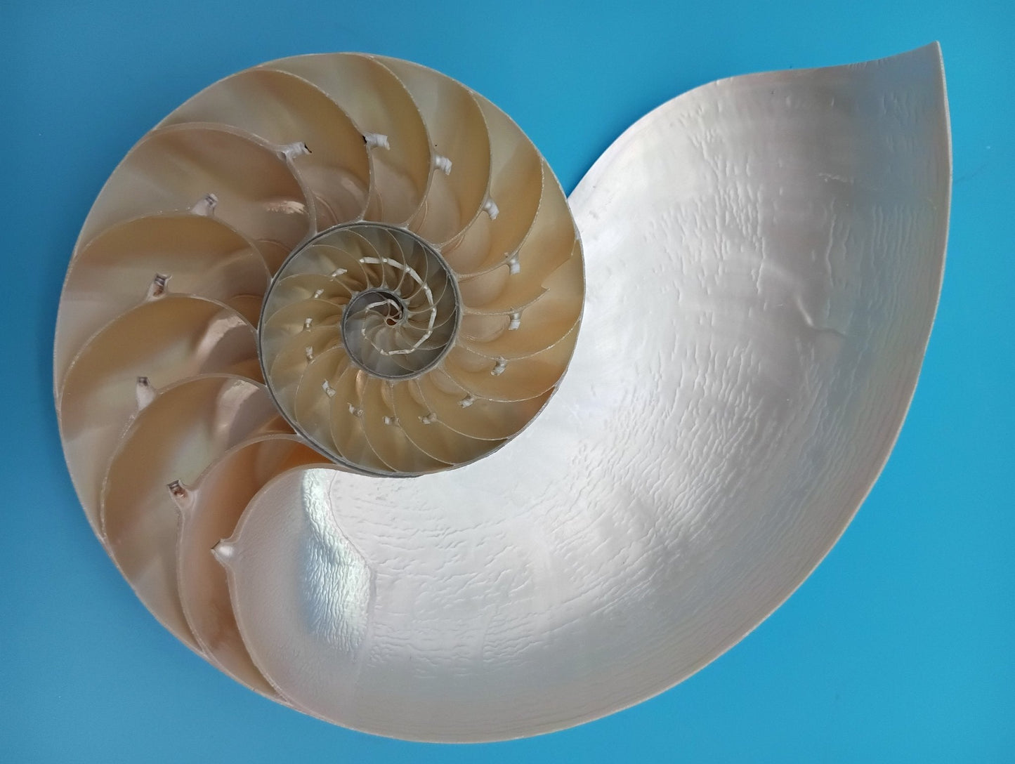 6.5" Pearl Nautilus Shell Halves Set – Polished Display Shells for Coastal Decor (Nautilus pompilius)