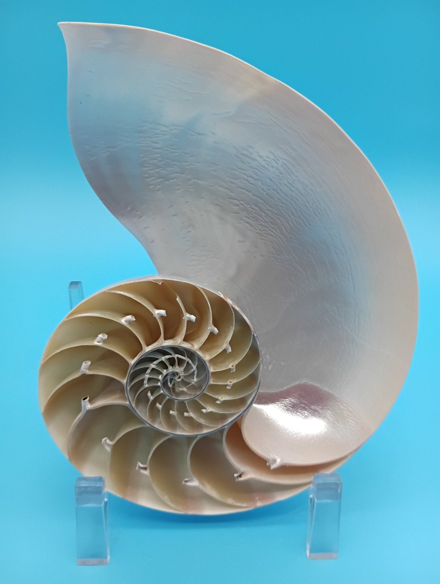 6.5" Pearl Nautilus Shell Halves Set – Polished Display Shells for Coastal Decor (Nautilus pompilius)