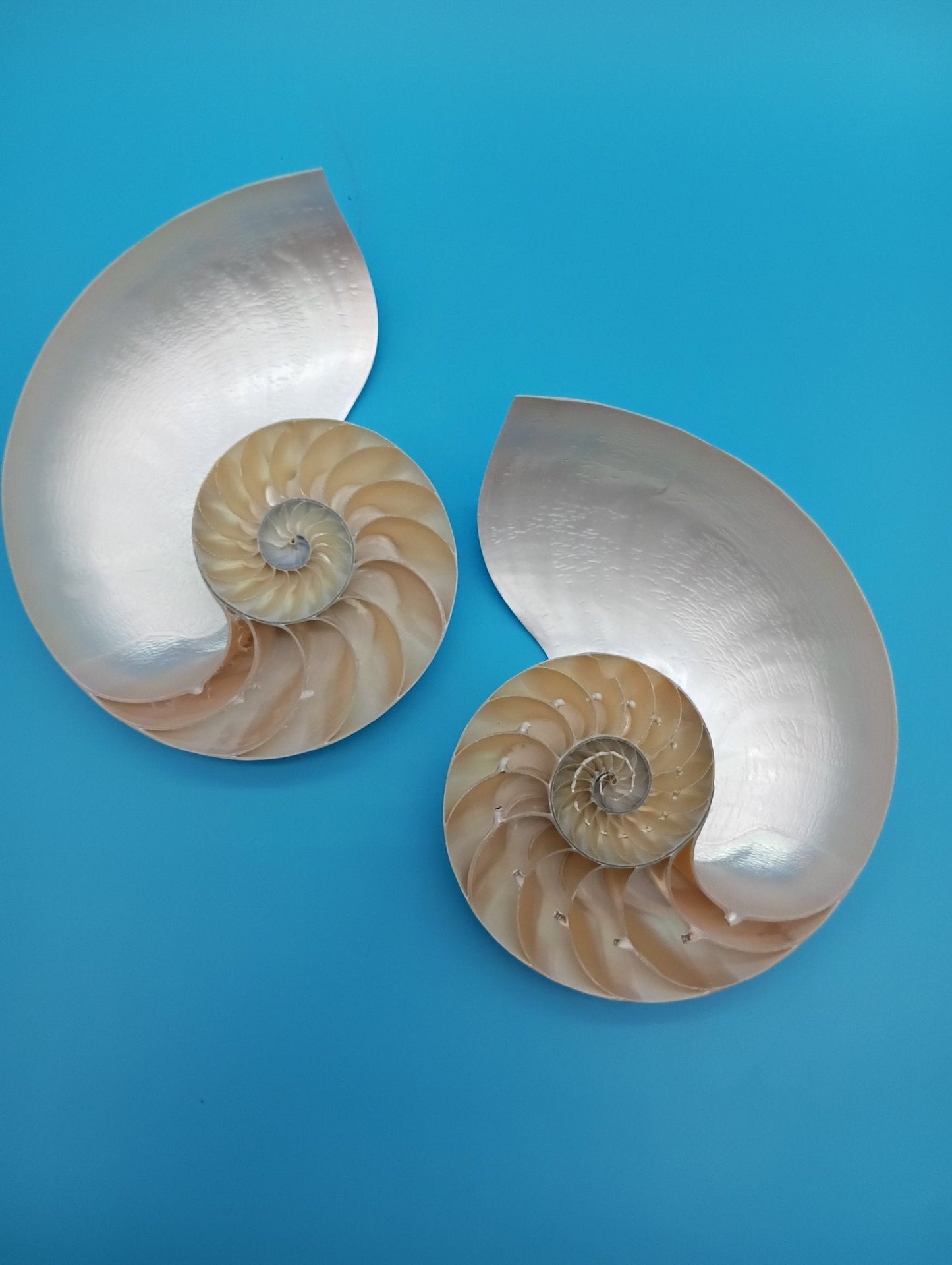6.5" Pearl Nautilus Shell Halves Set – Polished Display Shells for Coastal Decor (Nautilus pompilius)