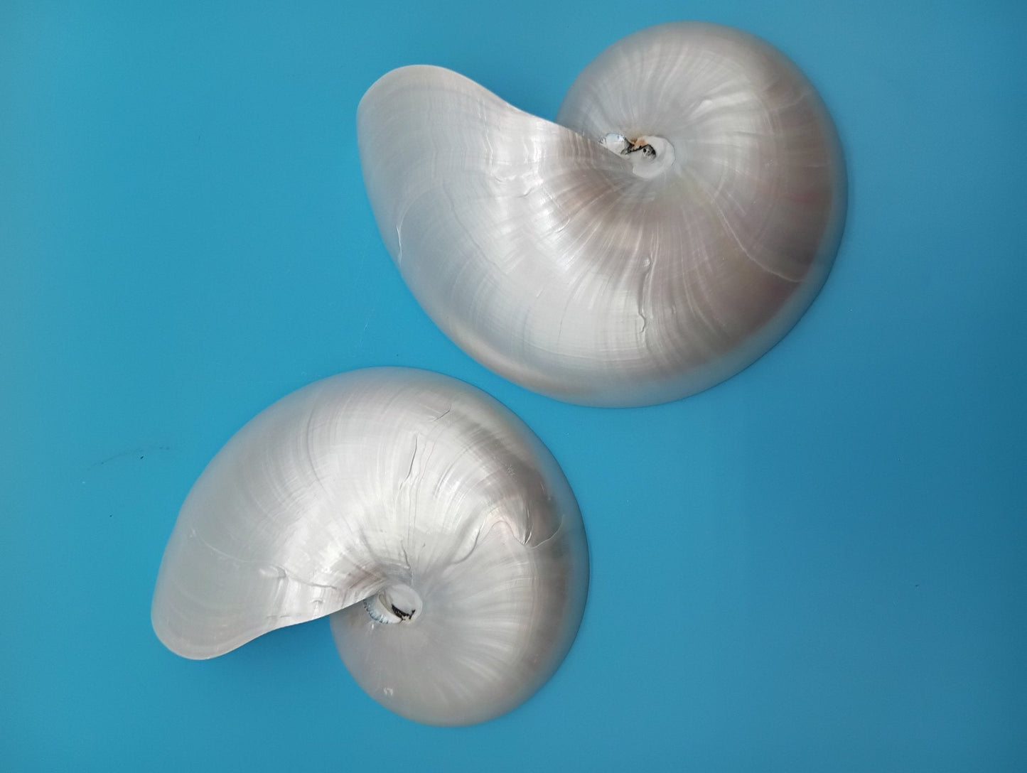 6.5" Pearl Nautilus Shell Halves Set – Polished Display Shells for Coastal Decor (Nautilus pompilius)