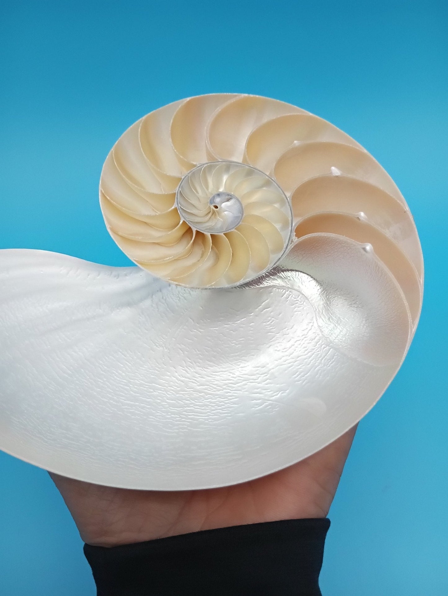 6.5" Pearl Nautilus Shell Halves Set – Polished Display Shells for Coastal Decor (Nautilus pompilius)