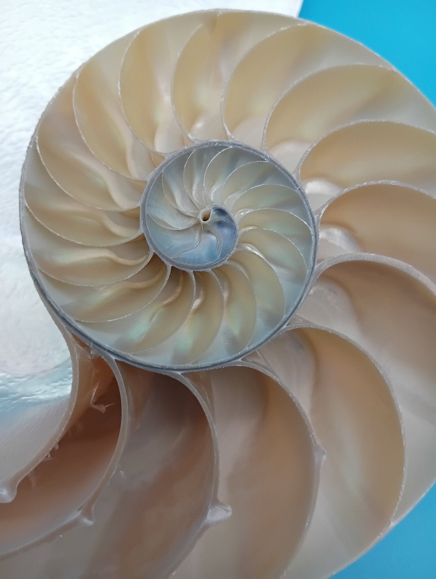 6.5" Pearl Nautilus Shell Halves Set – Polished Display Shells for Coastal Decor (Nautilus pompilius)