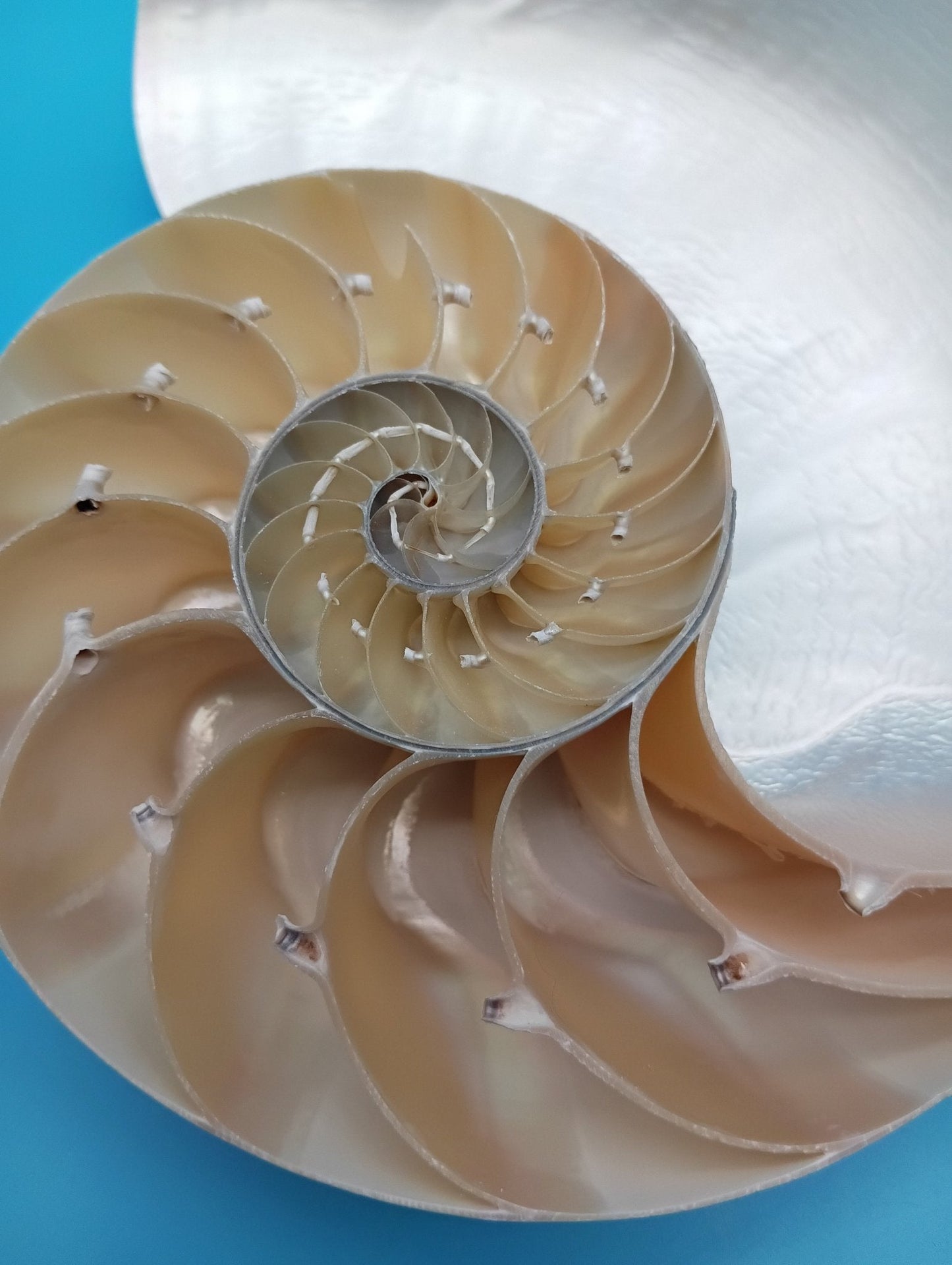6.5" Pearl Nautilus Shell Halves Set – Polished Display Shells for Coastal Decor (Nautilus pompilius)