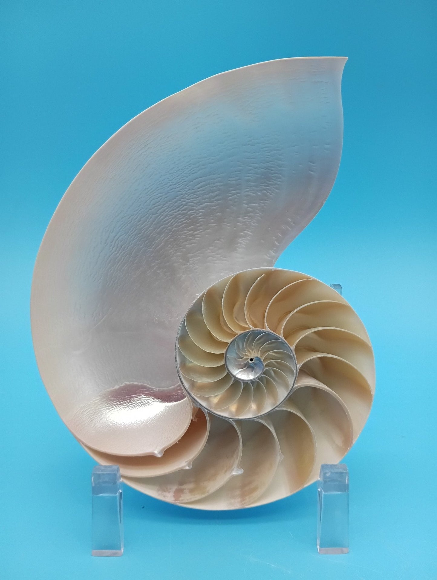 6.5" Pearl Nautilus Shell Halves Set – Polished Display Shells for Coastal Decor (Nautilus pompilius)