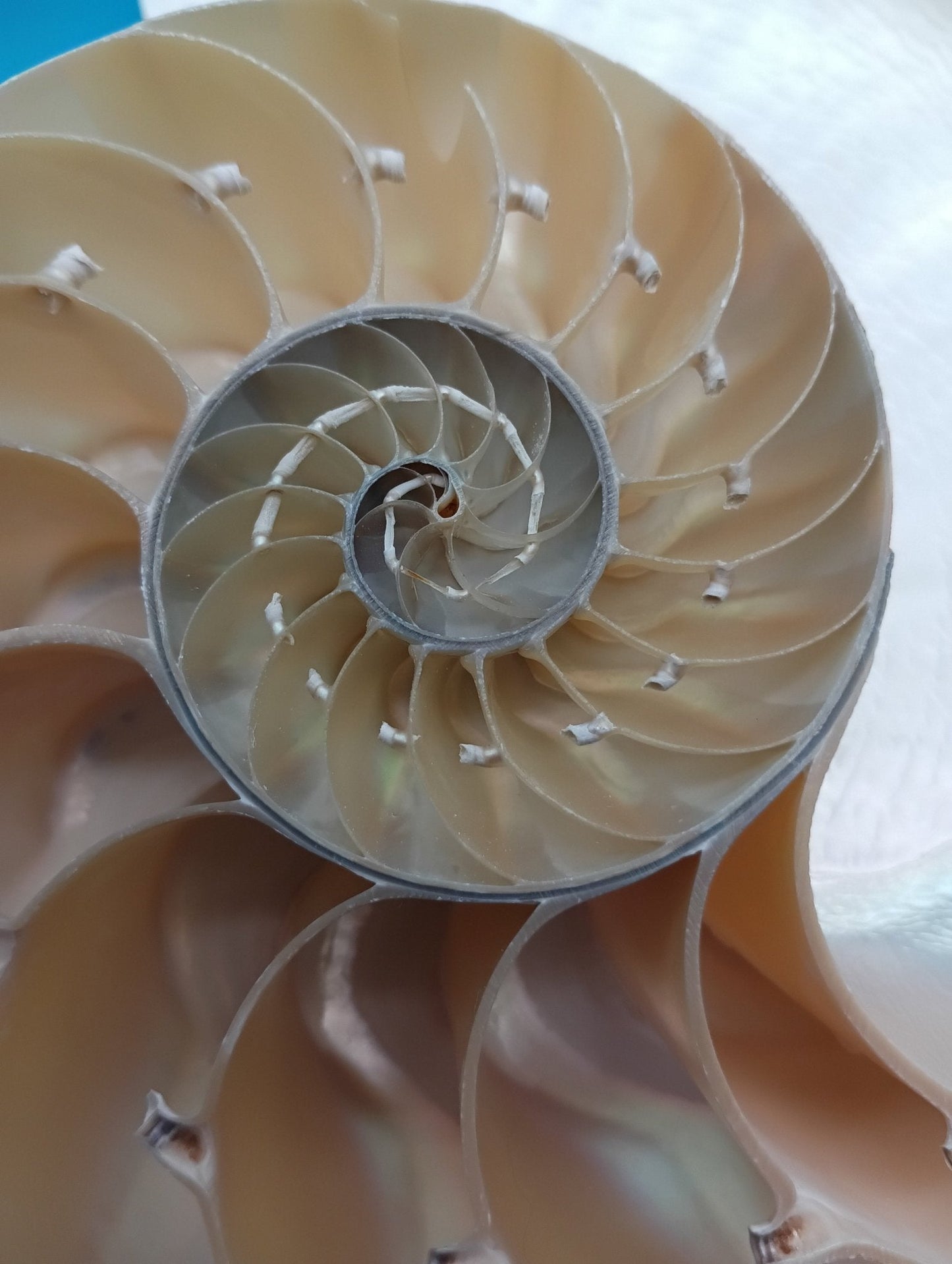 6.5" Pearl Nautilus Shell Halves Set – Polished Display Shells for Coastal Decor (Nautilus pompilius)