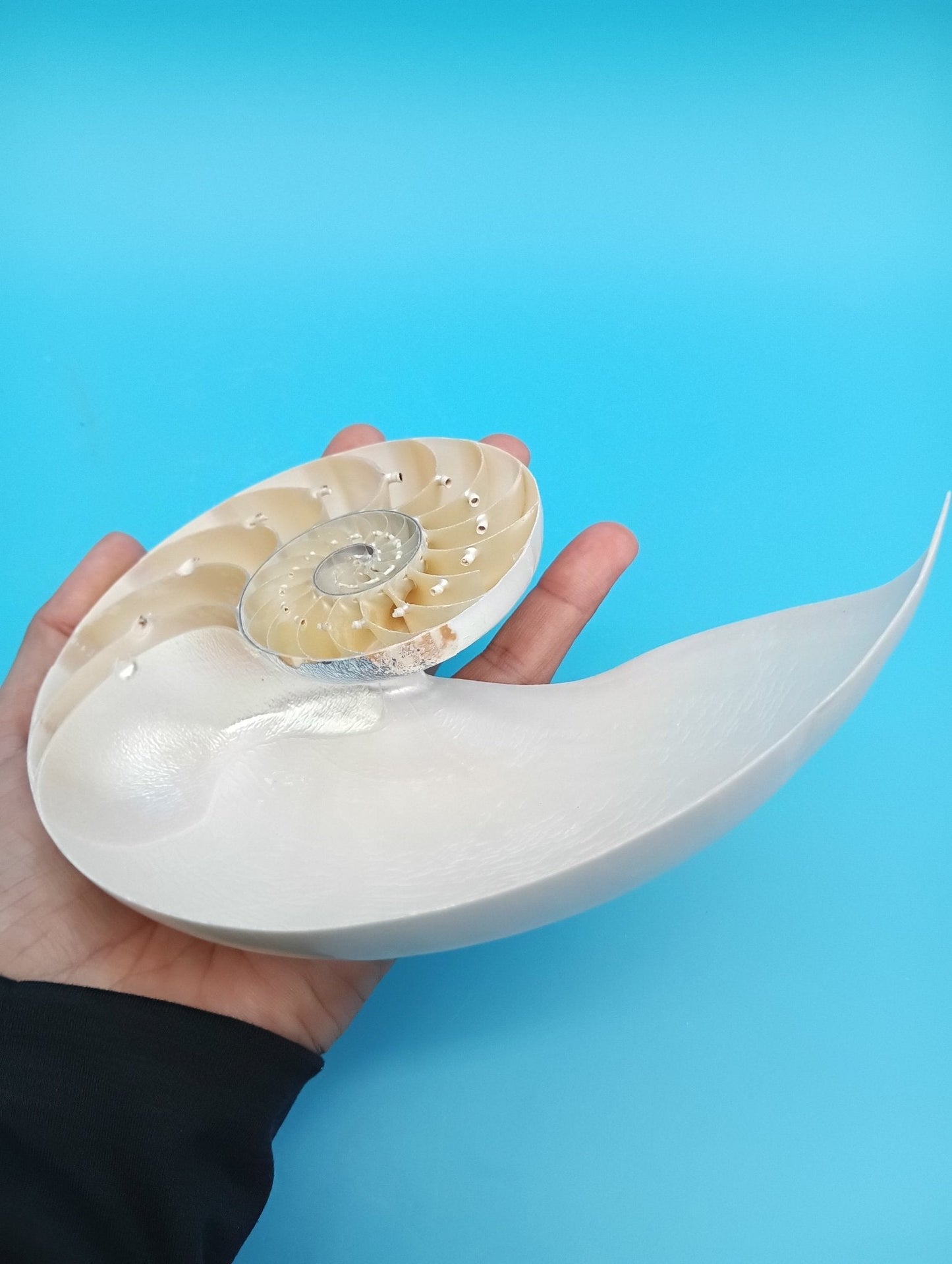 6.5" Pearl Nautilus Shell Halves Set – Polished Display Shells for Coastal Decor (Nautilus pompilius)