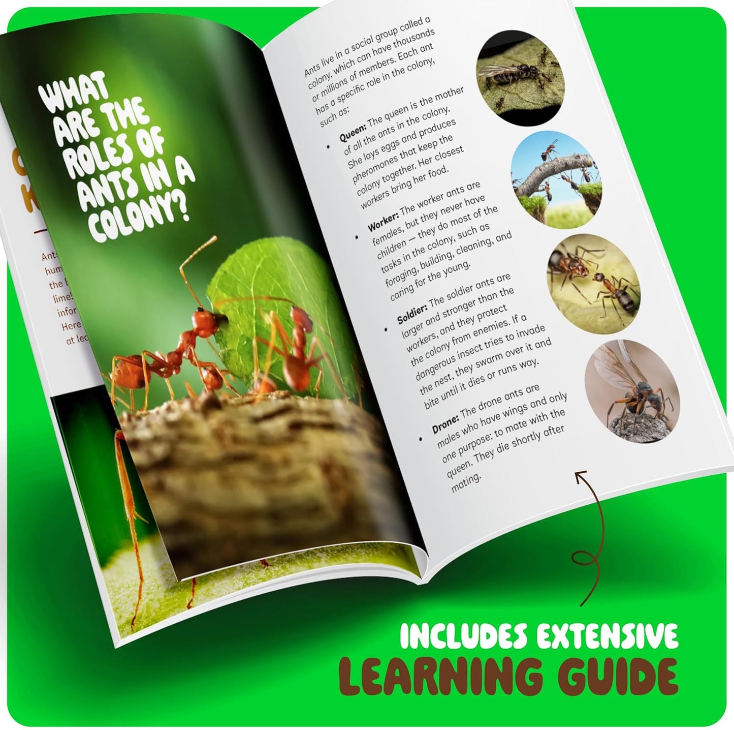 Dan & Darci Educational and Fun Ant Farm Kit
