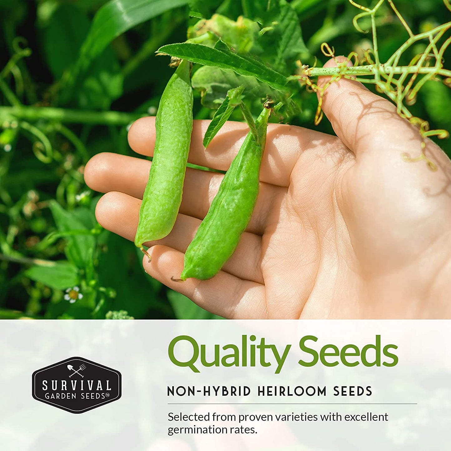 Kid’s Easy Garden Seed Collection – 6 Fast-Growing Vegetables & Herbs for Beginner Gardeners