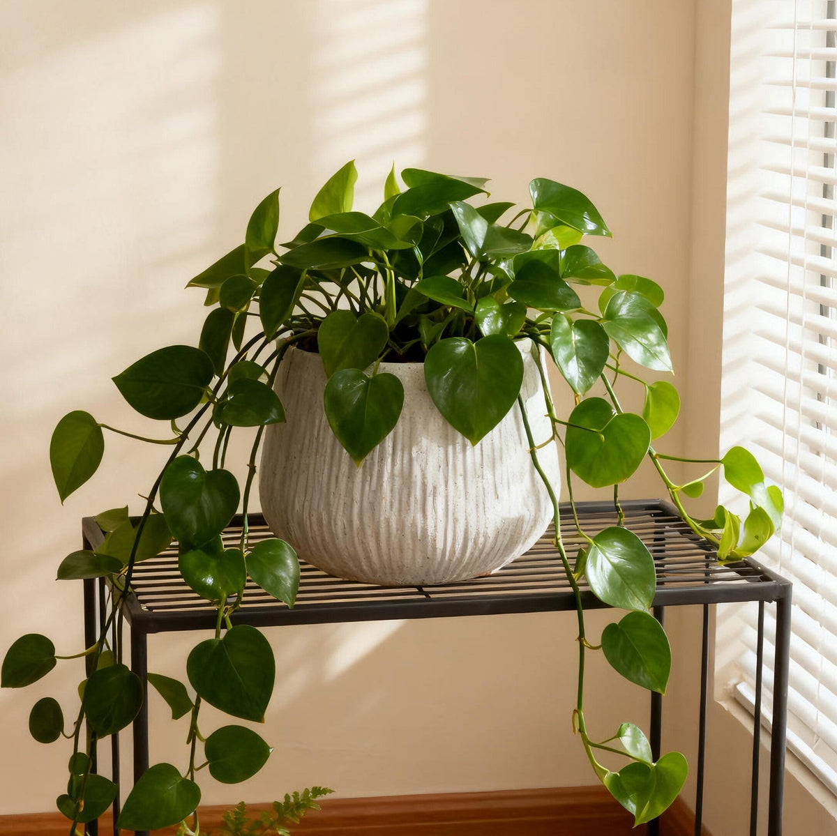 11" Dia x 9.06" H Large Round Planters for Indoor Plants