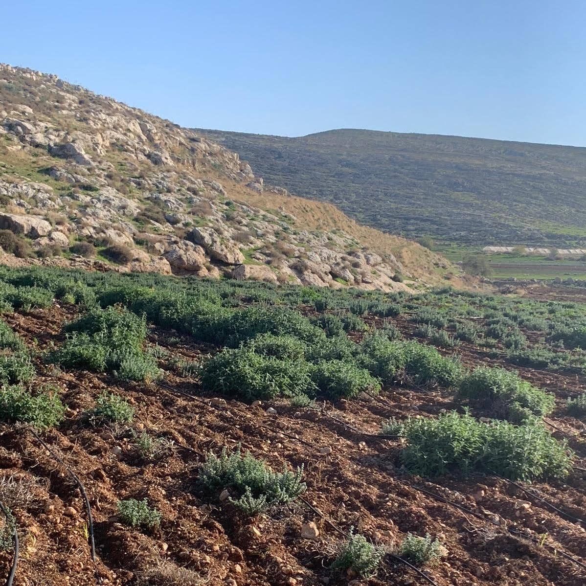 Single Origin Za’atar Blend