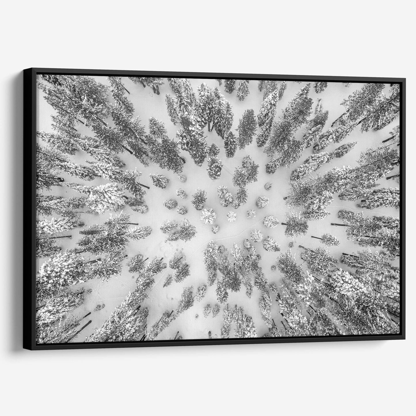 Aerial Forest - Large Canvas