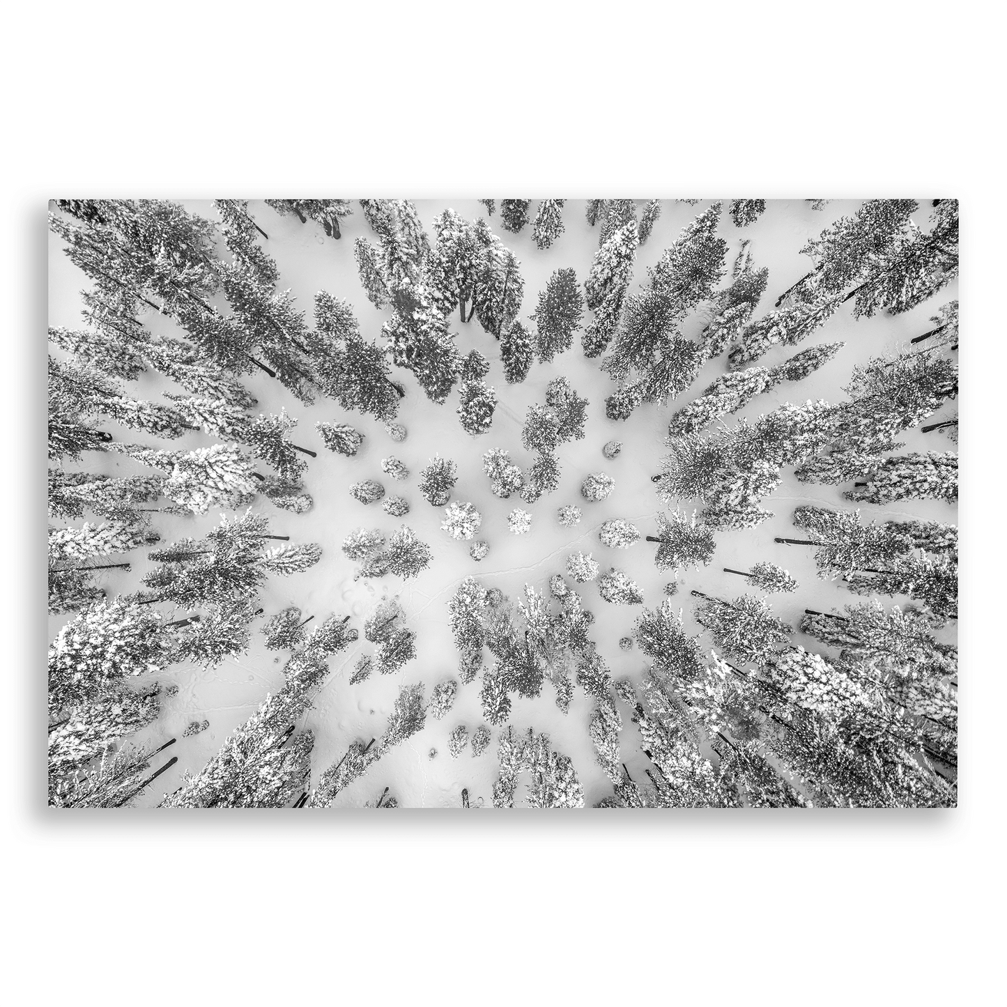 Aerial Forest - Large Canvas